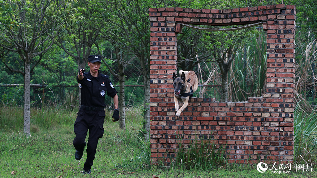 恒达娱乐注册：四川遂宁：警犬训练进行时