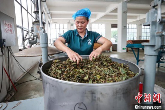 恒达平台：贵州仁怀：乌龙茶加工忙