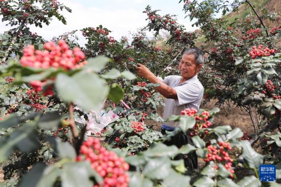 恒达登录：甘肃甘谷：花椒飘香采摘忙