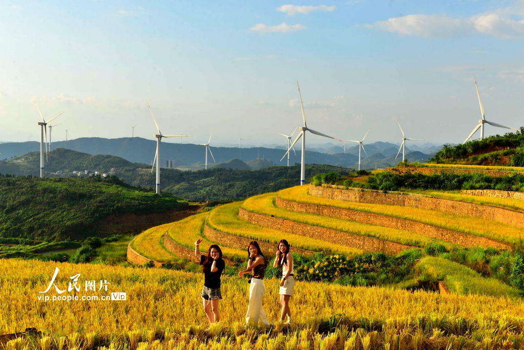 2024年9月16日，游客在富川瑶族自治县可达山矿区梯田游览拍照。