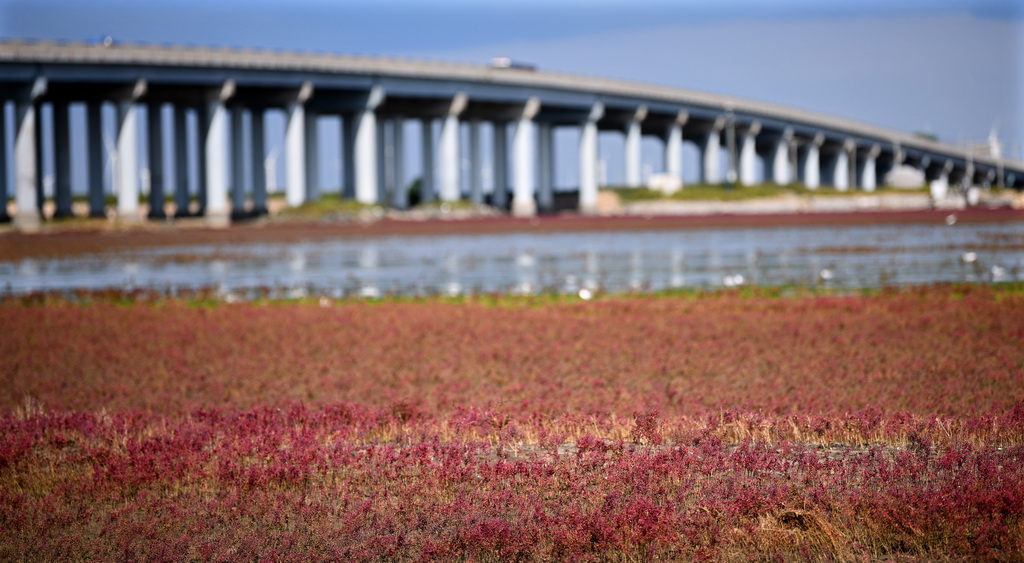 恒达娱乐平台：红色海岸线 醉美红海滩